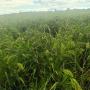Vente de millet  blanc 2024