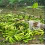 Recherche  fournisseur banane plantin