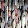 Grossistes en produits alimentaires congel&eacute;s 