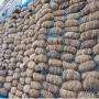 CONCOMBRES DE MER 