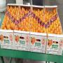AGRUMES - CLEMENTINES