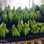 Banane cavendish