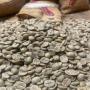 TRADER CAFE VERT - ROBUSTA AFRIQUE 