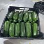 COURGETTE A VENDRE