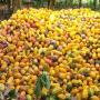 Vente de f&egrave;ve de cacao origine c&ocirc;te d'ivoire 