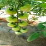 TOMATE A VENDRE