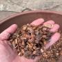 Vente de coques de cacao