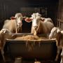 compl&eacute;ments alimentaires pour ruminants