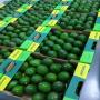 Avocat a vendre