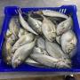 exportateur de poisson 