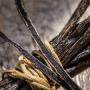 vanille bourbon bio de Madagascar