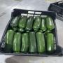 COURGETTE A VENDRE