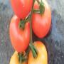 TOMATE A VENDRE