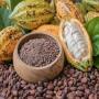 grossiste cacao cafe huile de palm avocats