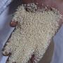 SESAME BLANC 