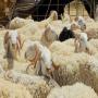 Un v&eacute;t&eacute;rinaire sp&eacute;cialis&eacute; dans l'&eacute;levage de v
