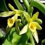 Vente de vanille bourbon bio de Madagascar 
