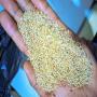 Sesame bio