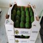 Hass Avocados from Mexico