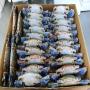 bleu swimming crab 