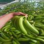 banane cavendish 