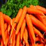carottes fraîches de qualité supérieure