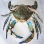 crabe bleu (fruit de mer) 