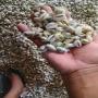 seashell monetaria moneta