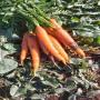 carottes nantaise fraîches haute qualité!