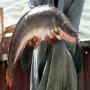 Poisson-chat africain