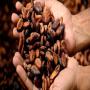 investissement et rachat  de cacao 