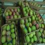 vente mangues kent fraîches 400 euros/tonne