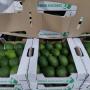 avocats 