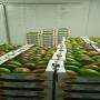 Fruits exotiques Afrique de l'ouest 