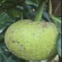 fruit à pain
