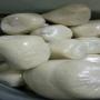 wholesale fresh ivory cost attieke & placali 