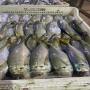 Fournisseur poisson chinchard, mulet etc  