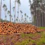 recherche fournisseurs grumes de bois résin