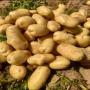 pommes de terre de madagascar 