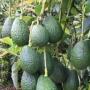    celebrate avocados   nature s nutritional