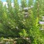 rosemary leaves
