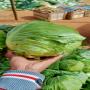 choux vert de madagascar 