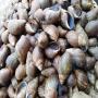 escargots vivant 