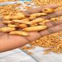 graines de souchet séchées ( tiger nut dry )