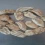iris root - orris root - iris germanica