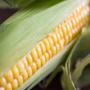 Soft Offer - Yellow Corn # 2 NGMO Animal Feed