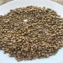 café d'ouganda arabica
