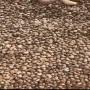 noix de cajou brutes - nigeria