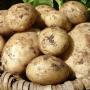 patata