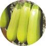 calabacin verde 